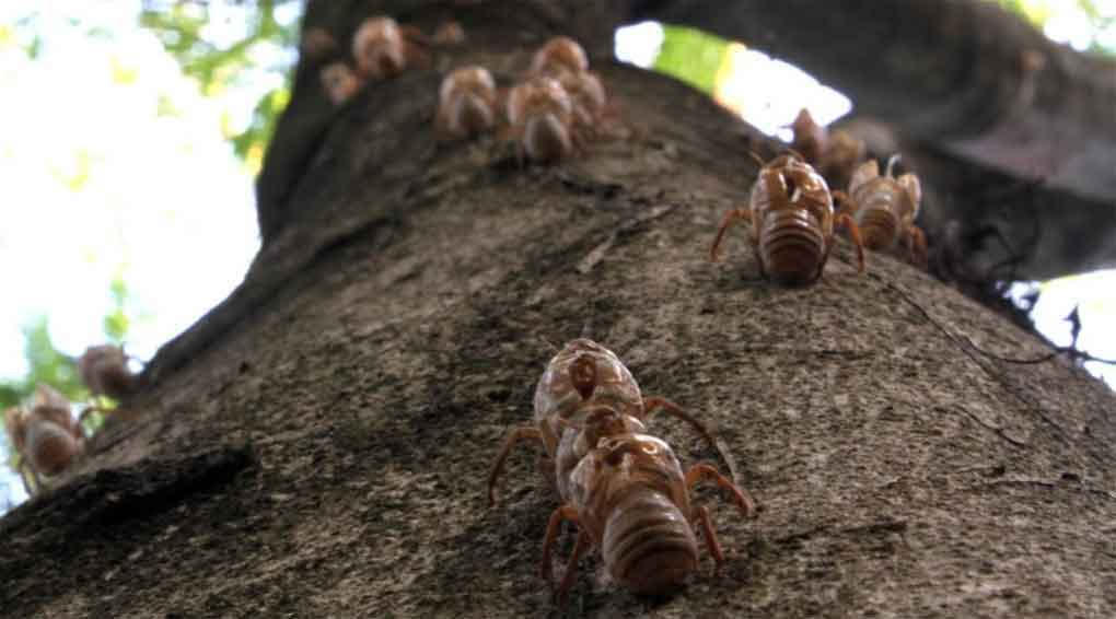 Las chicharras llegaron ya a El Salvador